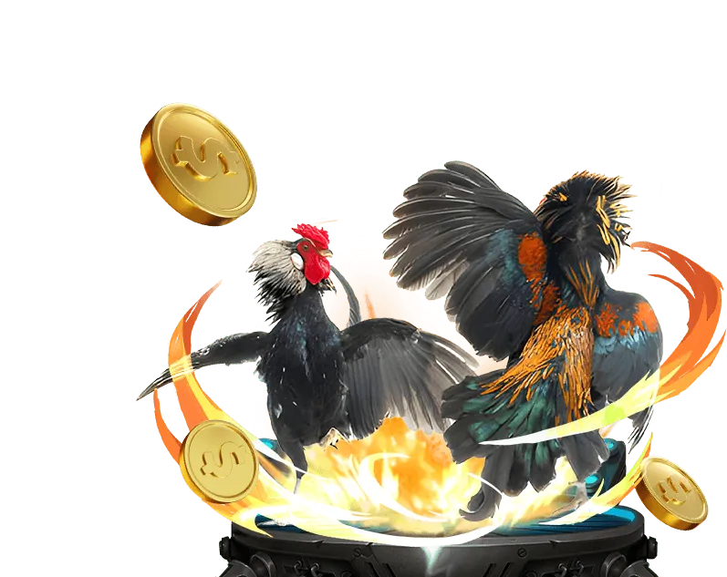 Đấu trường gà đá Thomo trực tiếp