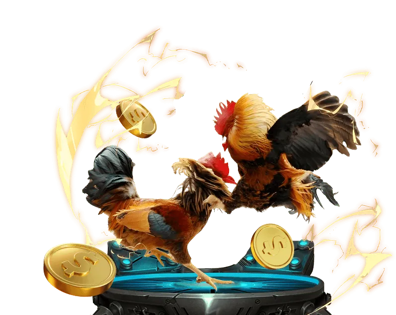 Luật chơi và kèo cược gà đá Thomo